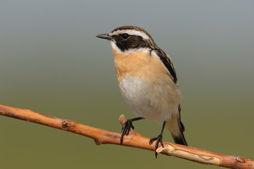 Braunkehlchen Saxicola rubetra