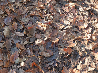 mixed brown fallen leaves on a forest floor in winter sunlight and shadow