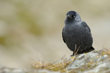 Dohle Corvus monedula