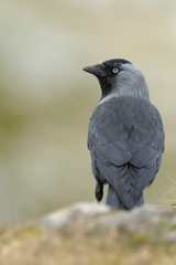 Dohle Corvus monedula