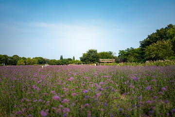 Colorful blooming lavender field with distant house and trees and blue sky