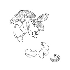branch of cashew tree with leaves, fruits & set of peeled nuts, vector illustration with black contour lines isolated on white background in doodle and hand drawn style