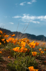 Desert Golden Poppies