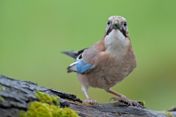 Eichelhäher Garrulus glandarius
