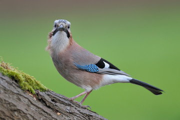 Eichelhäher Garrulus glandarius
