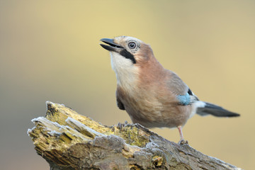 Eichelhäher Garrulus glandarius