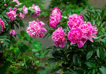 Bushes of bright pink peonies on a green background of leaves. Peonies grow in the garden. Festive floral background.