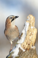 Eichelhäher Garrulus glandarius