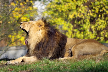 Male lion resting