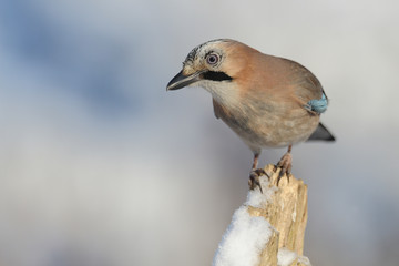 Eichelhäher Garrulus glandarius