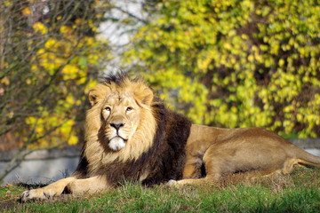 Male lion resting