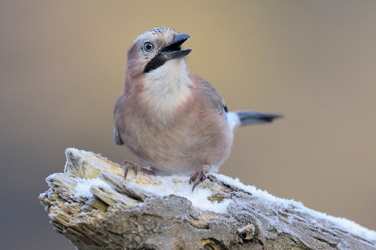 Eichelh&auml;her Garrulus glandarius