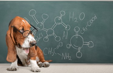 academic math dog in glasses on a blackboard background