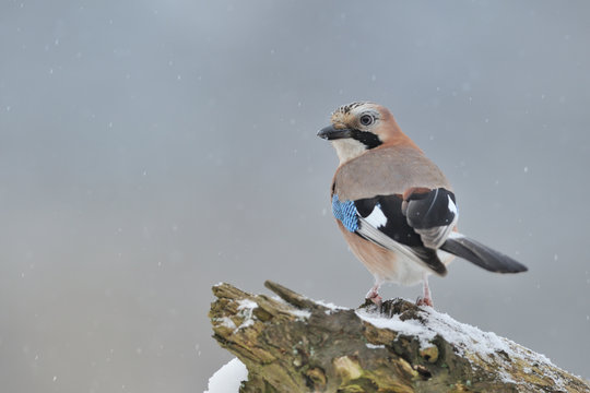 Eichelh&auml;her Garrulus glandarius