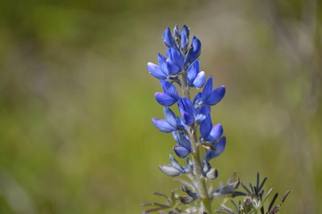Wildflowers of the Andalusian countryside