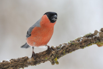 Gimpel Pyrrhula pyrrhula