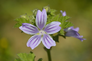 Fototapeta premium Wildflowers of the Andalusian countryside