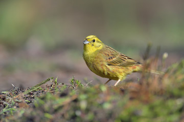 Goldammer Emberiza citrinella