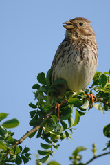 Grauammer Emberiza calandra