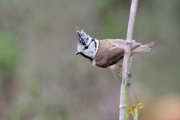 Haubenmeise Parus cristatus