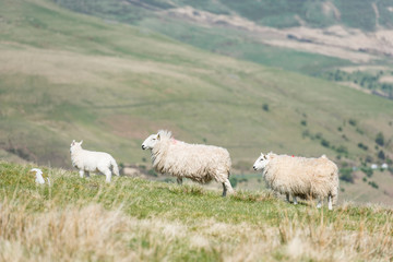 Sheep family on the wild pastures of Brecon Beacons, Wales, UK