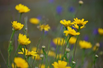 Obraz premium Wildflowers of the Andalusian countryside