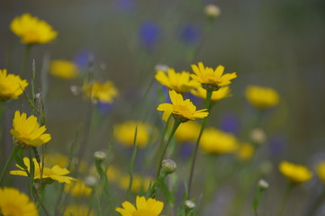 Wildflowers of the Andalusian countryside