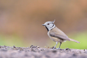 Haubenmeise Parus cristatus