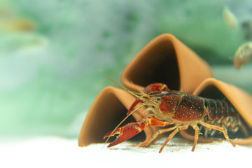 crayfish in the aquarium and blur green background