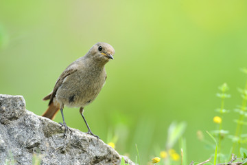 Hausrotschwanz Phoenicurus ochruros