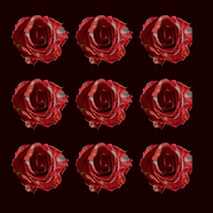 roses pattern spring flowers rose red