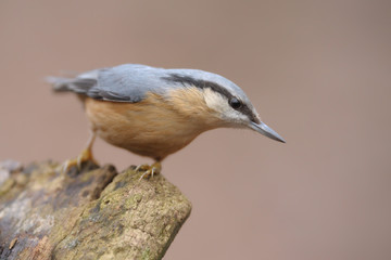 Kleiber Sitta europaea