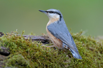 Kleiber Sitta europaea