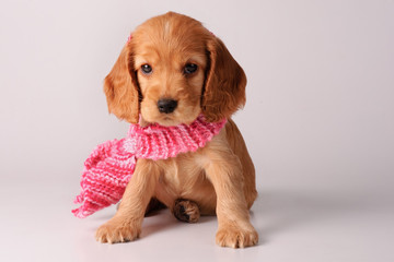 Cocker spaniel puppy in grey background.