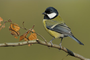 Kohlmeise Parus major