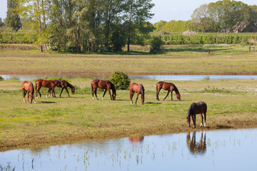 brown horses on sunny morning near river rhine in vicinity of utrecht