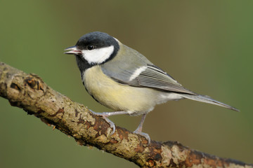 Kohlmeise Parus major