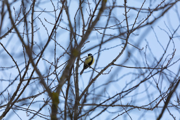 yellow-black sparrow at dusk sitting in a bare autumn tree in front of a blue evening sky