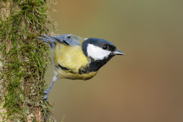 Kohlmeise Parus major