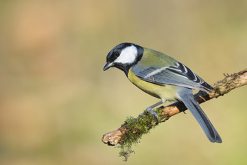 Kohlmeise Parus major