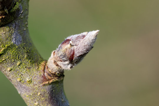 Macro Shot Of Fruit Bud On An Apple Tree