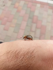 Käfer Makro Aufnahme Käfer auf der Hand Fokus auf Käfer