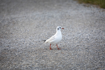 single mediterranean seagull walking on a gravel path