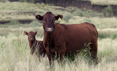 La madre vaca y su ternero