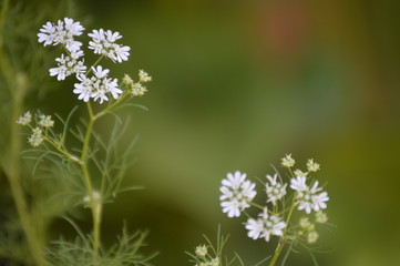 Wildflowers of the Andalusian countryside