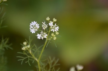Wildflowers of the Andalusian countryside