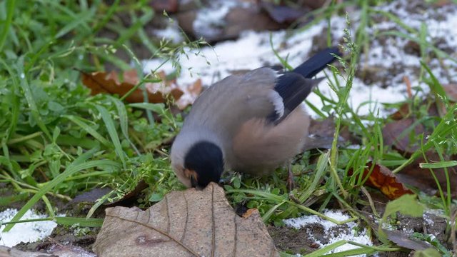 Eurasian bullfinch (Pyrrhula pyrrhula) foraging on the ground