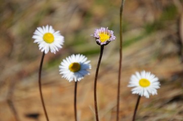 Wildflowers of the Andalusian countryside
