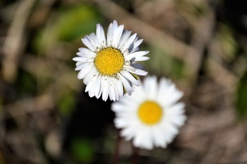 Fototapeta premium Wildflowers of the Andalusian countryside