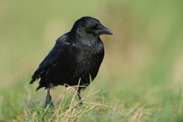 Rabenkrähe Corvus corone corone
